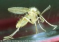 /album/fotogalerie-parasiten/images-2-jpg/